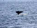 2010 02 14 san diego whale watching